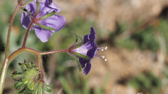 Phacelia minor