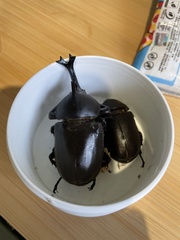 Chalcosoma
