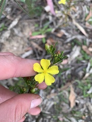 Hibbertia monogyna
