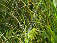 Carex fascicularis
