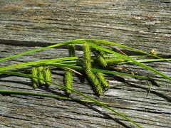Carex fascicularis