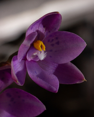 Thelymitra × truncata