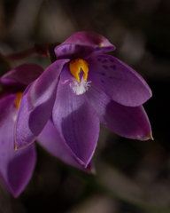Thelymitra × truncata
