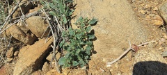 Physalis crassifolia