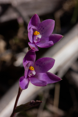 Thelymitra × truncata