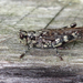 Pine Tree Spur-throat Grasshopper - Photo (c) Kyle Jones, some rights reserved (CC BY-NC), uploaded by Kyle Jones