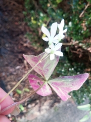 Oxalis triangularis