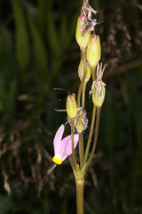 Primula fragrans