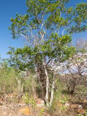 Peltogyne pauciflora