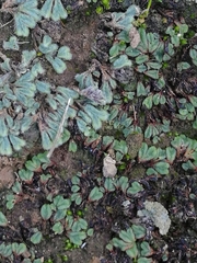 Riccia