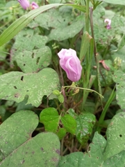 Ipomoea ficifolia