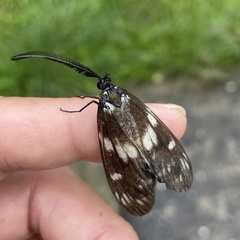 Eterusia aedea micromaculata