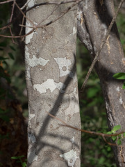 Peltogyne pauciflora