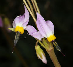 Primula fragrans