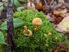 Cyptotrama chrysopepla