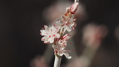 Eriogonum wrightii nodosum