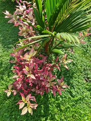 Alternanthera brasiliana