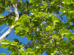 Peltogyne pauciflora