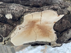 Fomitiporia punctata