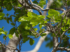 Peltogyne pauciflora