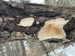 Fomitiporia punctata