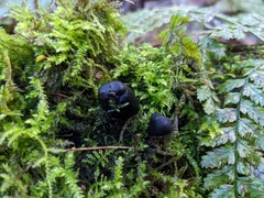 Xylaria polymorpha