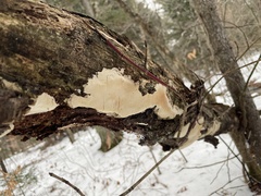 Fomitiporia punctata