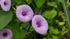 Ipomoea trifida