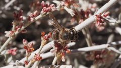 Eriogonum wrightii nodosum