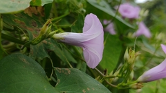 Ipomoea trifida