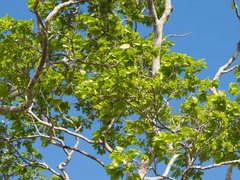 Peltogyne pauciflora