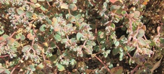 Euphorbia melanadenia