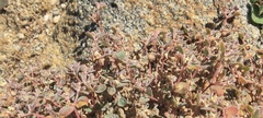 Euphorbia melanadenia