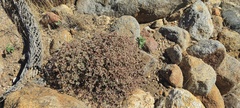 Euphorbia melanadenia