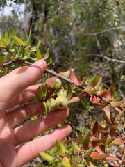 Persoonia myrtilloides