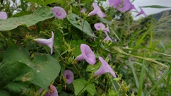 Ipomoea trifida