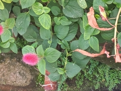 Acalypha pendula
