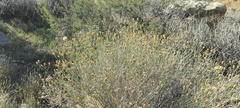 Bebbia juncea aspera