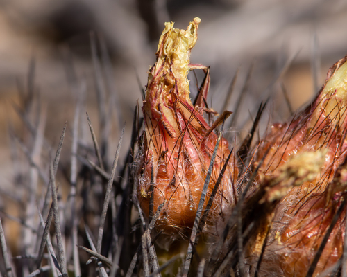Eriosyce paucicostata