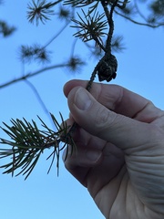 Pinus banksiana