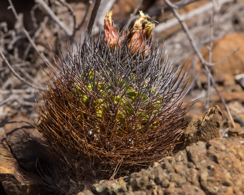Eriosyce paucicostata