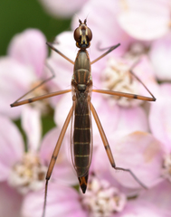 Micropeza corrigiolata