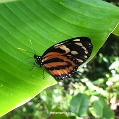 Lycorea halia atergatis