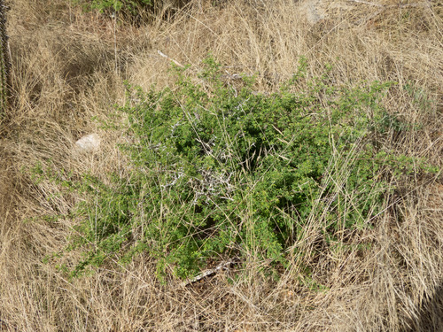 Calliandra depauperata