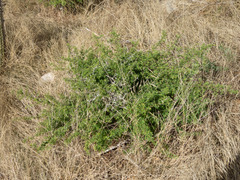 Calliandra depauperata