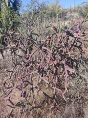 Cylindropuntia thurberi