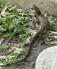 Cyclodomorphus gerrardii