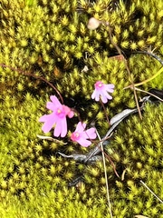 Utricularia multifida