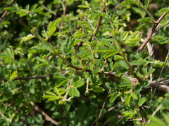 Calliandra depauperata