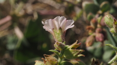 Mirabilis laevis retrorsa